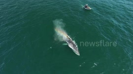 Giant whales dwarf boat