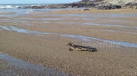 young seal left behind on a beach