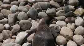 Penguin mesmerised by shadow of a child's hand at London Zoo