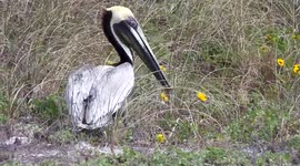 Pelikan is gardening on the beach