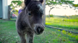 Miniature Horse foel can't stop running!