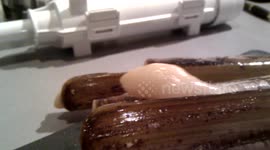 Razor clams rear up like snakes when they are touched