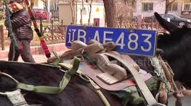 Man puts number plate on donkey to drive around selling noodles