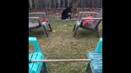 Jumping dog