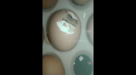 Egg and the chicken