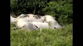 Impresionante un rayo mata a más de 50 vacas