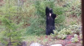Bear scratches itchy back on a tree