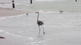 Crane trying to steal bait