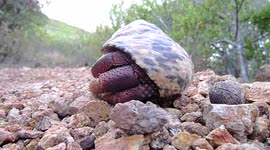 Hermit crab emerges from it's shell
