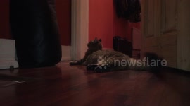 The cat with lazer eyes