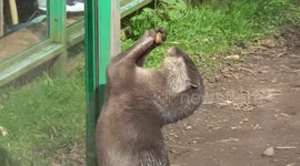 Otter 'juggles' stone to show off to zoo visitors