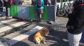 Dog refuses to move at Paris marathon