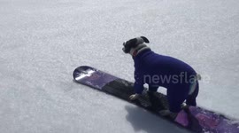 Snowboarding Jack Russell hits the slopes