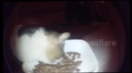 Hierarchy when my pets eat