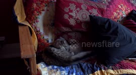 Kitten backflips off sofa wrestling stuffed toy