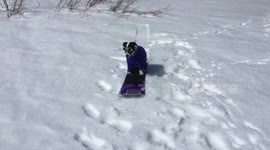 Snowboarding Jack Russell hits the slopes