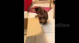 Footage of a cat boxing a box