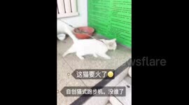 The cat looks like running on treadmill