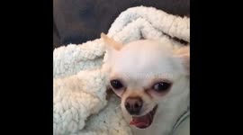 This chihuahua doesn't like other dogs on TV