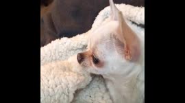 This chihuahua doesn't like other dogs on TV