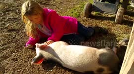 Pet pig sunbathes and gets a belly rub