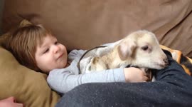 Young, weak lamb curls up on couch with toddler