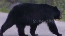 Black bears sneak into Jasper National Park storm drain