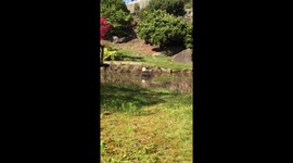 Bald Eagle bathing in a pool