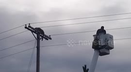 Big cat stuck on top of telephone pole