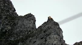 Bears fight on mountain as part of mating ritual