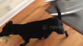 Intelligent dog finds requested toy