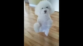 Meet TT, the amazing dancing poodle