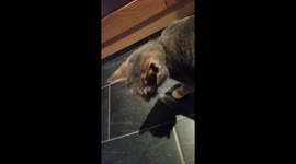 Introducing Nigel the singing cat