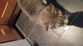 DUPLICATE Introducing Nigel the singing cat