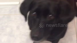 Adorable labrador waits for her toys while her owner washes them