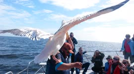 Massive pelican stands on man's head
