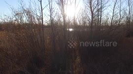 Morning at the local marsh