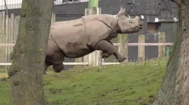Playful rhino runs wildly around zoo enclosure before jumping in pool