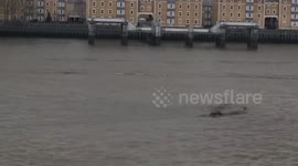 Second alleged sighting of mysterious Thames 'creature'