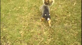 Massive squirrel spotted on Florida golf course