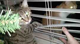 Cat 'freaks out' when another cat comes to visit