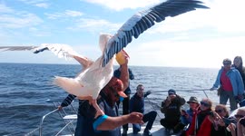 Massive pelican stands on man's head