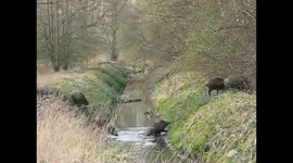 Bebés jabalines cruzando un río