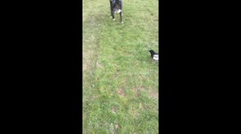 Bird plays with dog