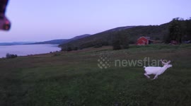 RAW Unedited Drone footage of albino reindeer in Norway with midnight sun