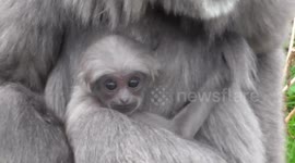 Baby gibbons are ridiculously cute