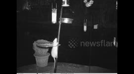 Large rat caught stealing food from bird table at night by motion sensor camera