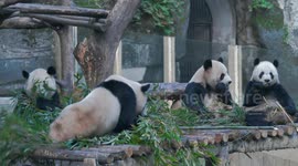 Four Giant Pandas Eat Bamboo at Chongqing Zoo in China
