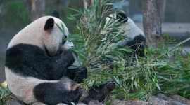 Two Giant Pandas Eat Bamboo at Chongqing Zoo in China
