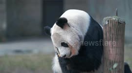 A giant panda eats at Chongqing Zoo in China